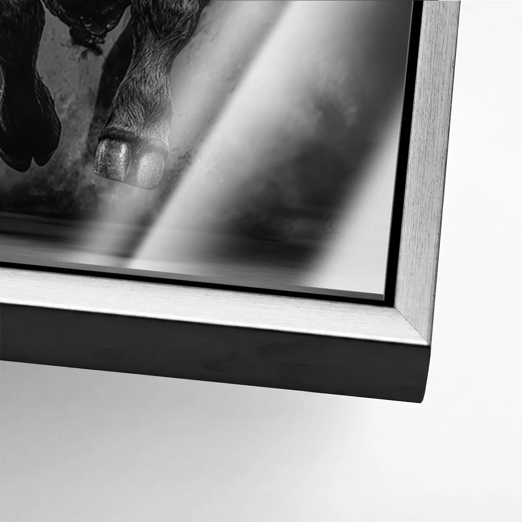 Stier Prestige Acrylglasbild