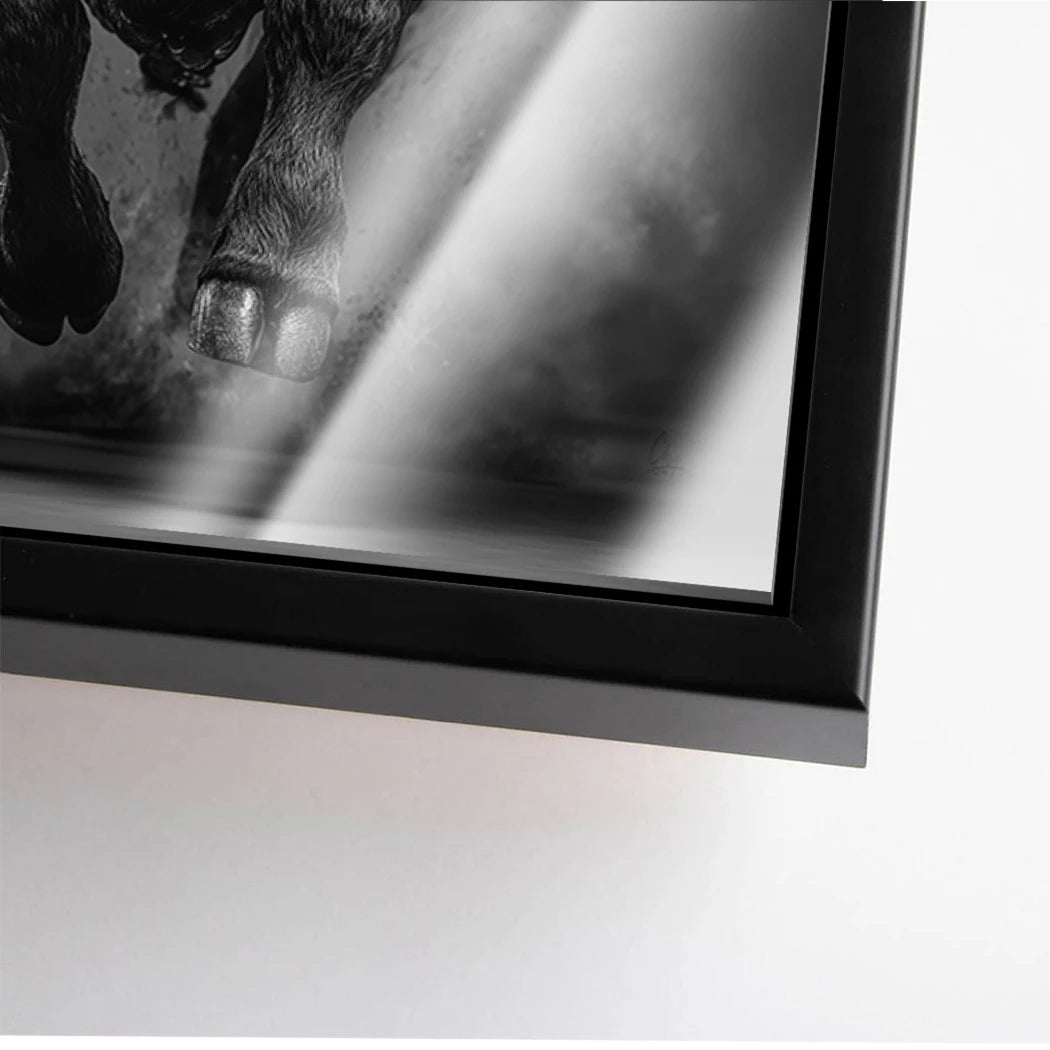 Stier Prestige Acrylglasbild