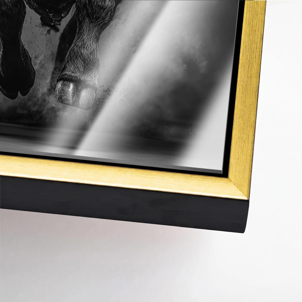 Stier Prestige Acrylglasbild