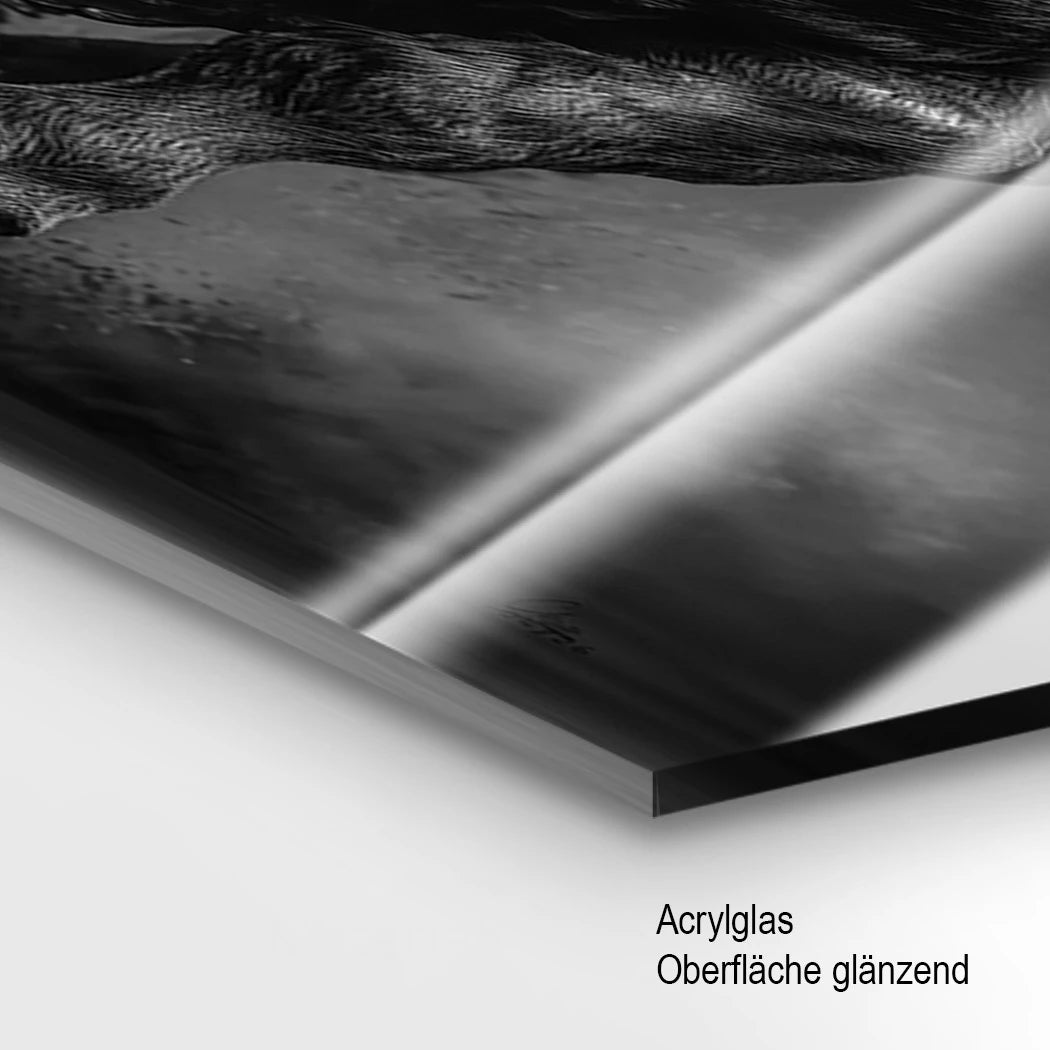 Stier Prestige Acrylglasbild