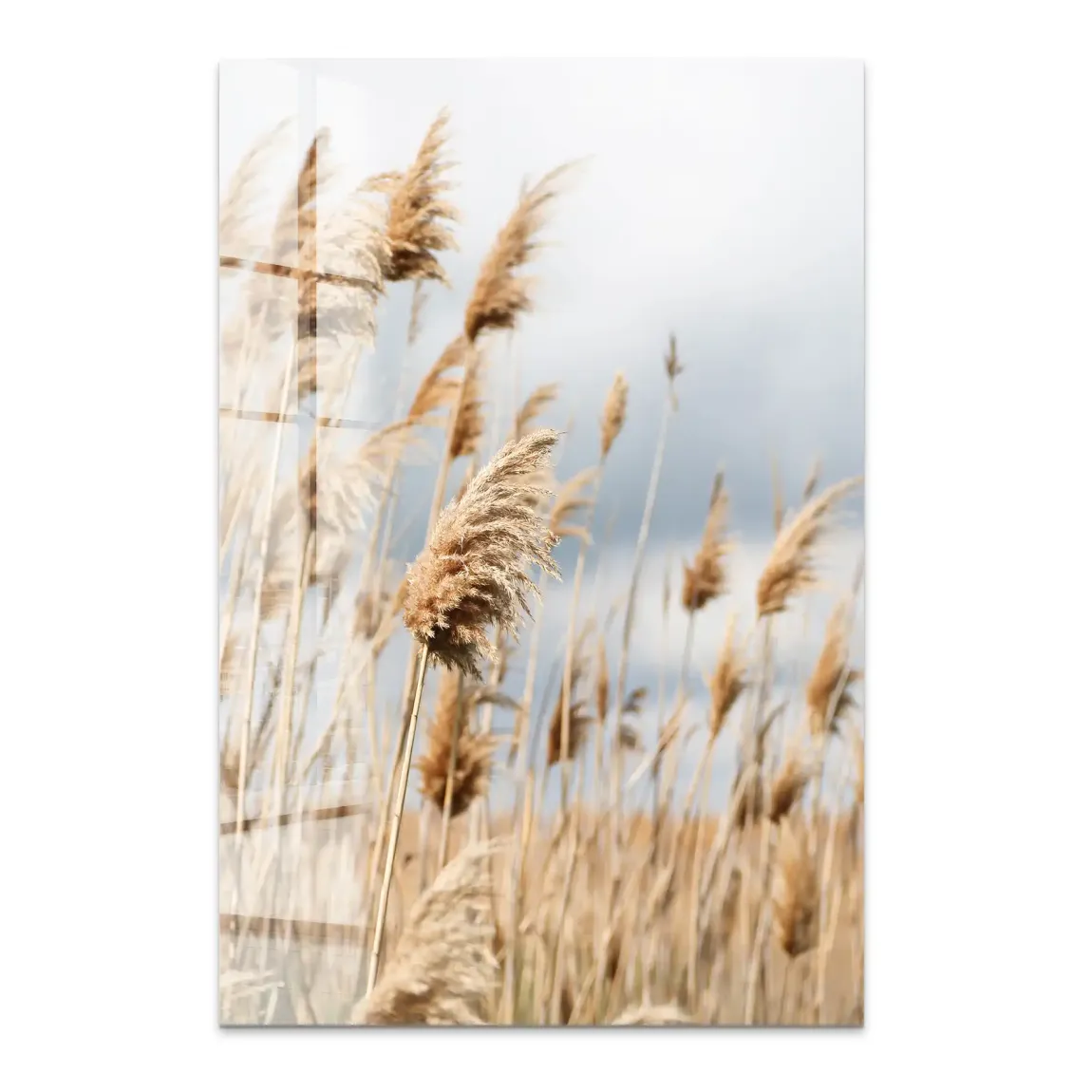 Whispering Reeds Acrylglas Bild - INGALERIE | Dein Onlineshop für moderne Wandbilder