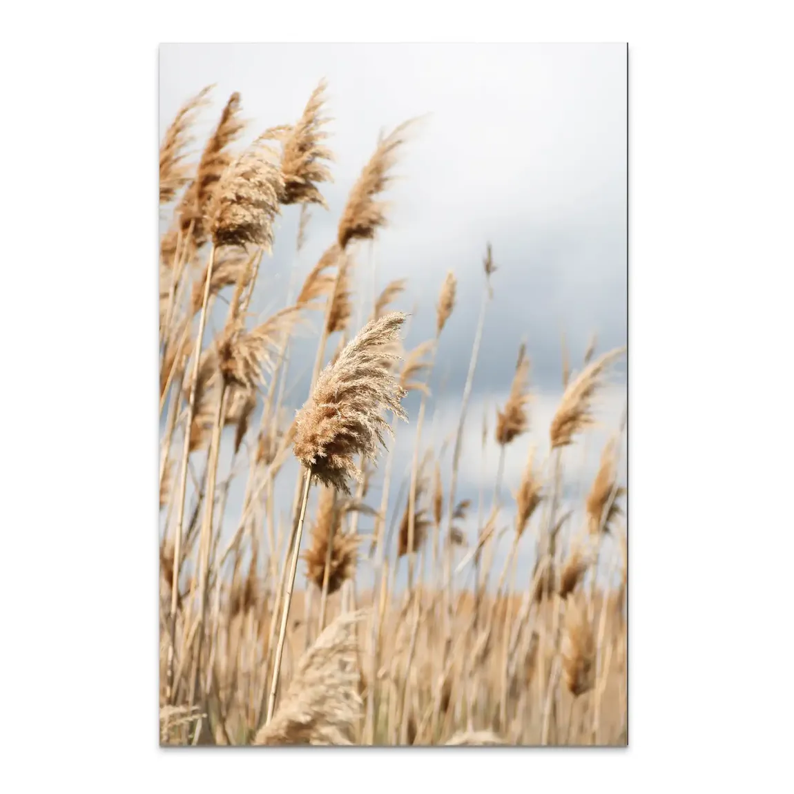Whispering Reeds Alu Dibond Bild - INGALERIE | Dein Onlineshop für moderne Wandbilder
