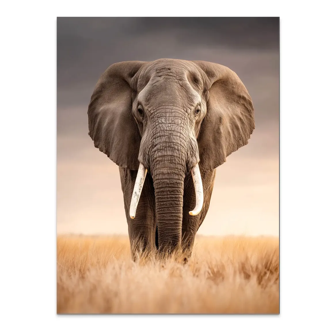 Savanne Elefant Alu Dibond Wandbild