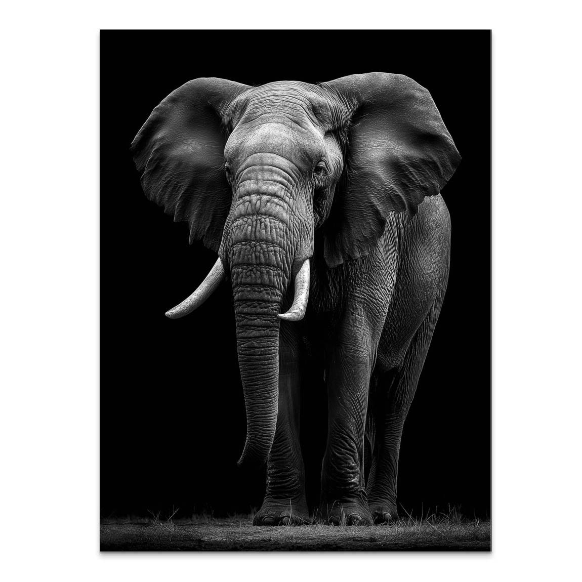 Black Elefant Alu Dibond Wandbild