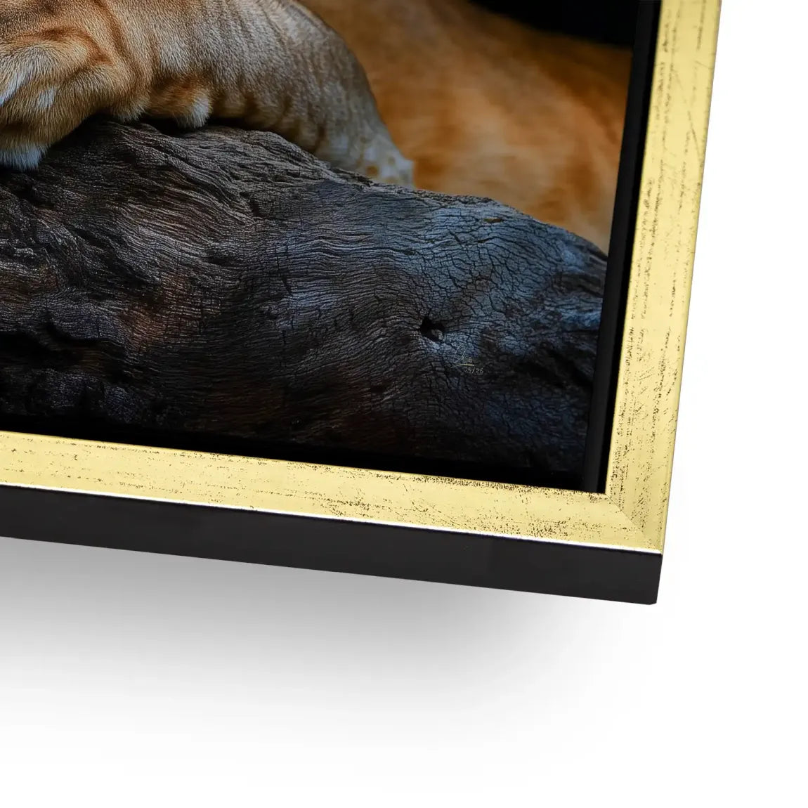 Schlafende Löwin AluDibond Wandbild