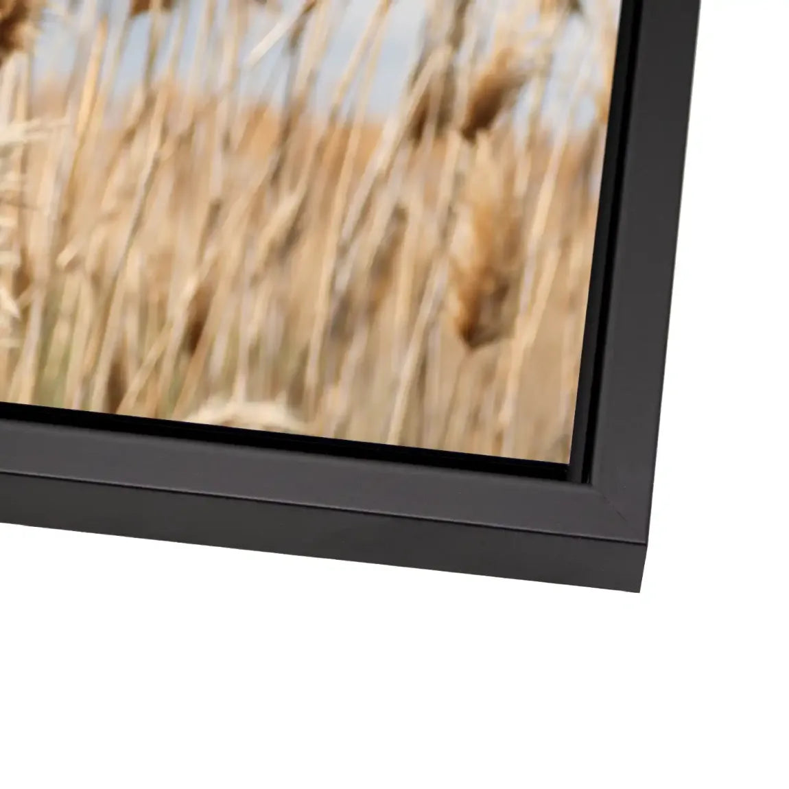 Whispering Reeds Alu Dibond Bild - INGALERIE | Dein Onlineshop für moderne Wandbilder