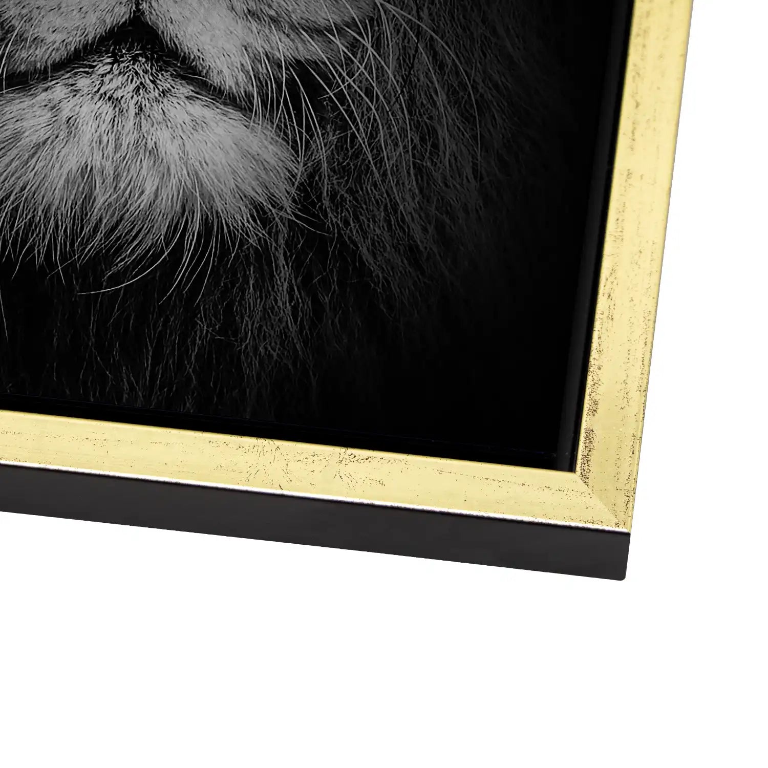 Lion Head AluDibond Gebürstet - INGALERIE