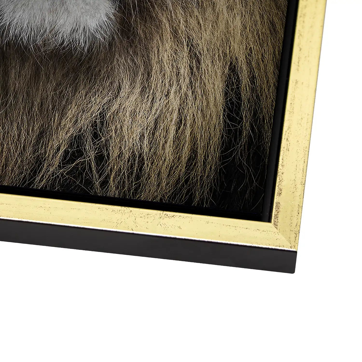 Lion Portrait AluDibond Gebürstet - INGALERIE