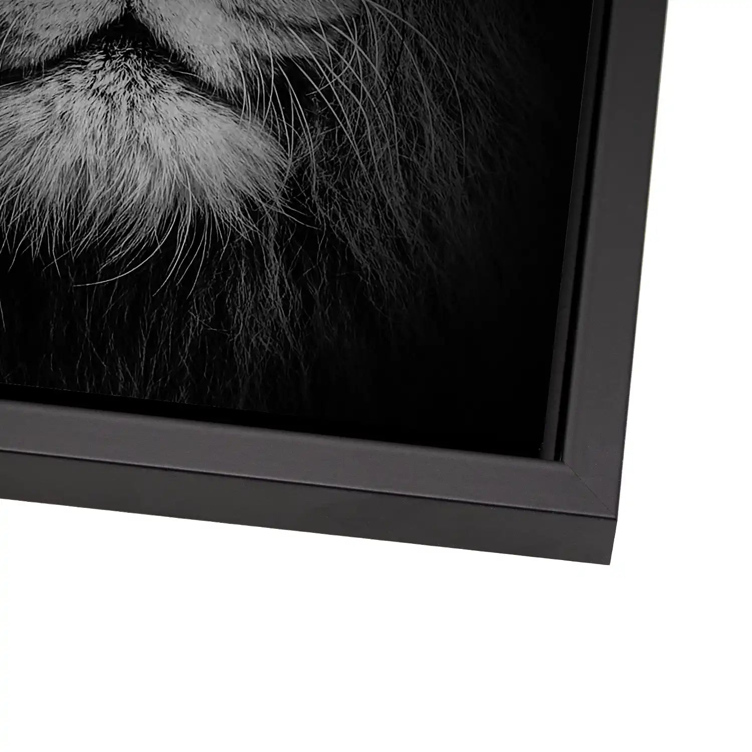 Lion Head AluDibond Gebürstet INGALERIE