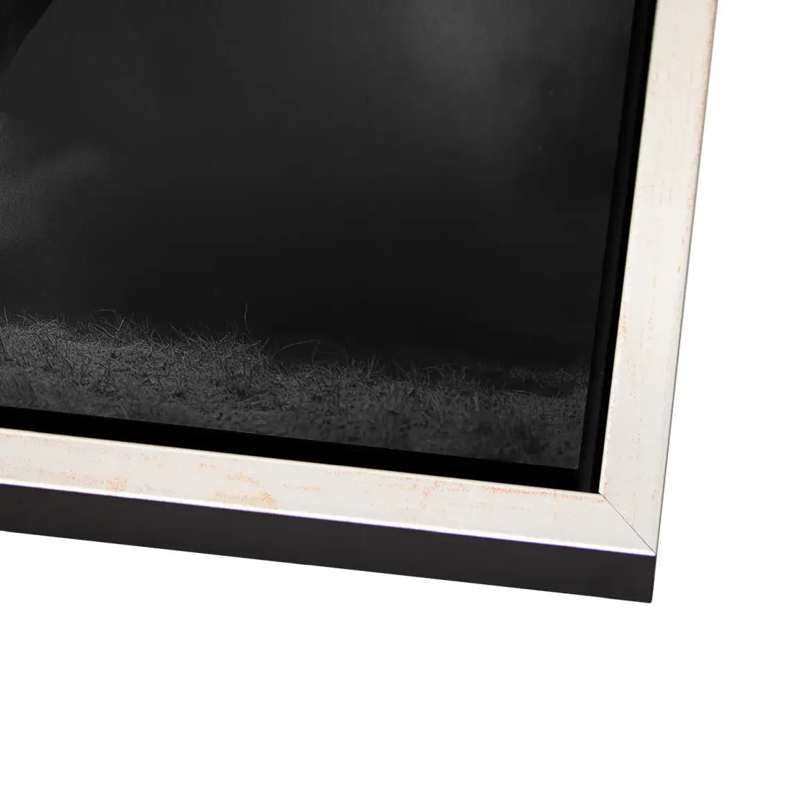 Stier Noir Aluminiumbild gebürstet