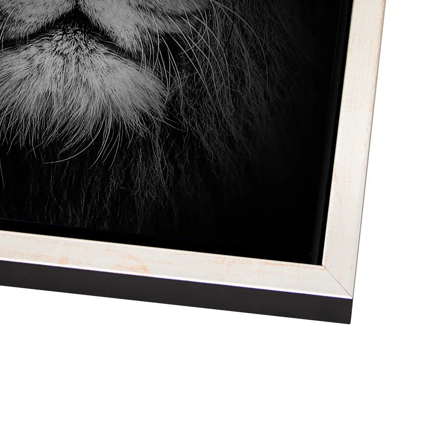 Lion Head AluDibond Gebürstet - INGALERIE