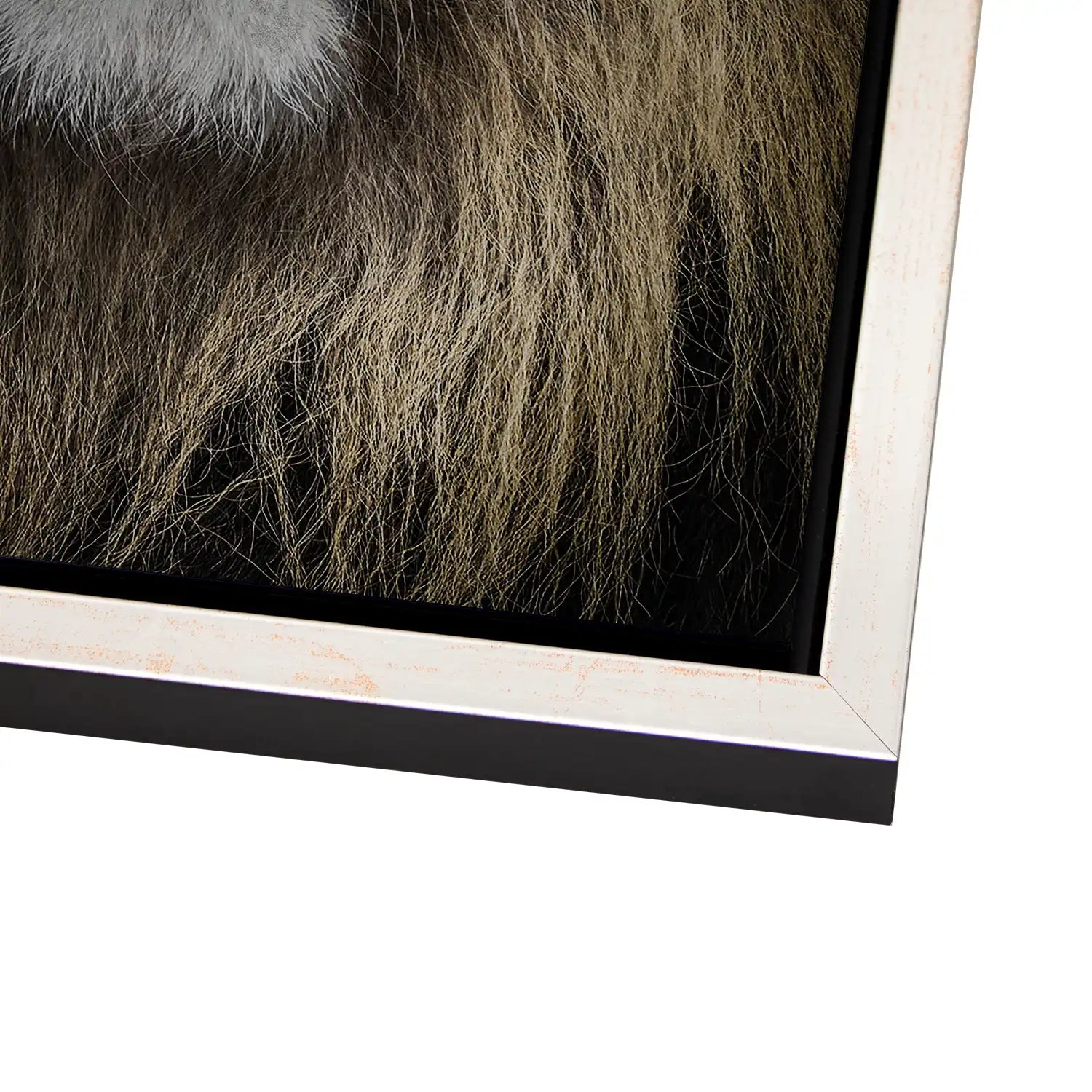 Lion Portrait AluDibond Gebürstet - INGALERIE