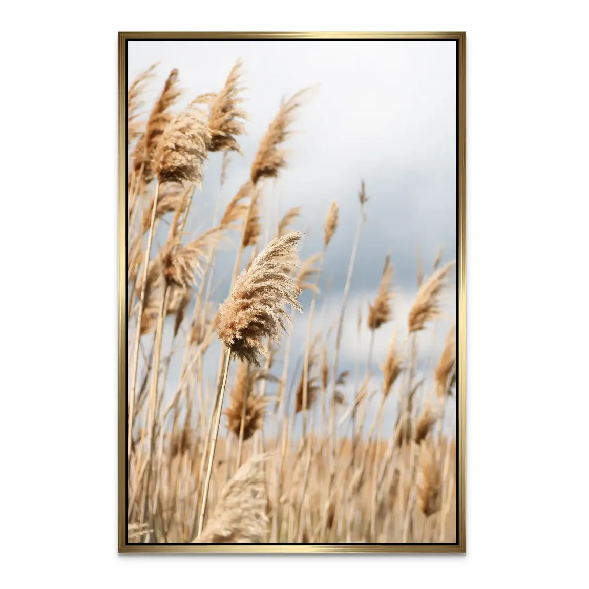 Whispering Reeds Alu Dibond Bild - INGALERIE | Dein Onlineshop für moderne Wandbilder