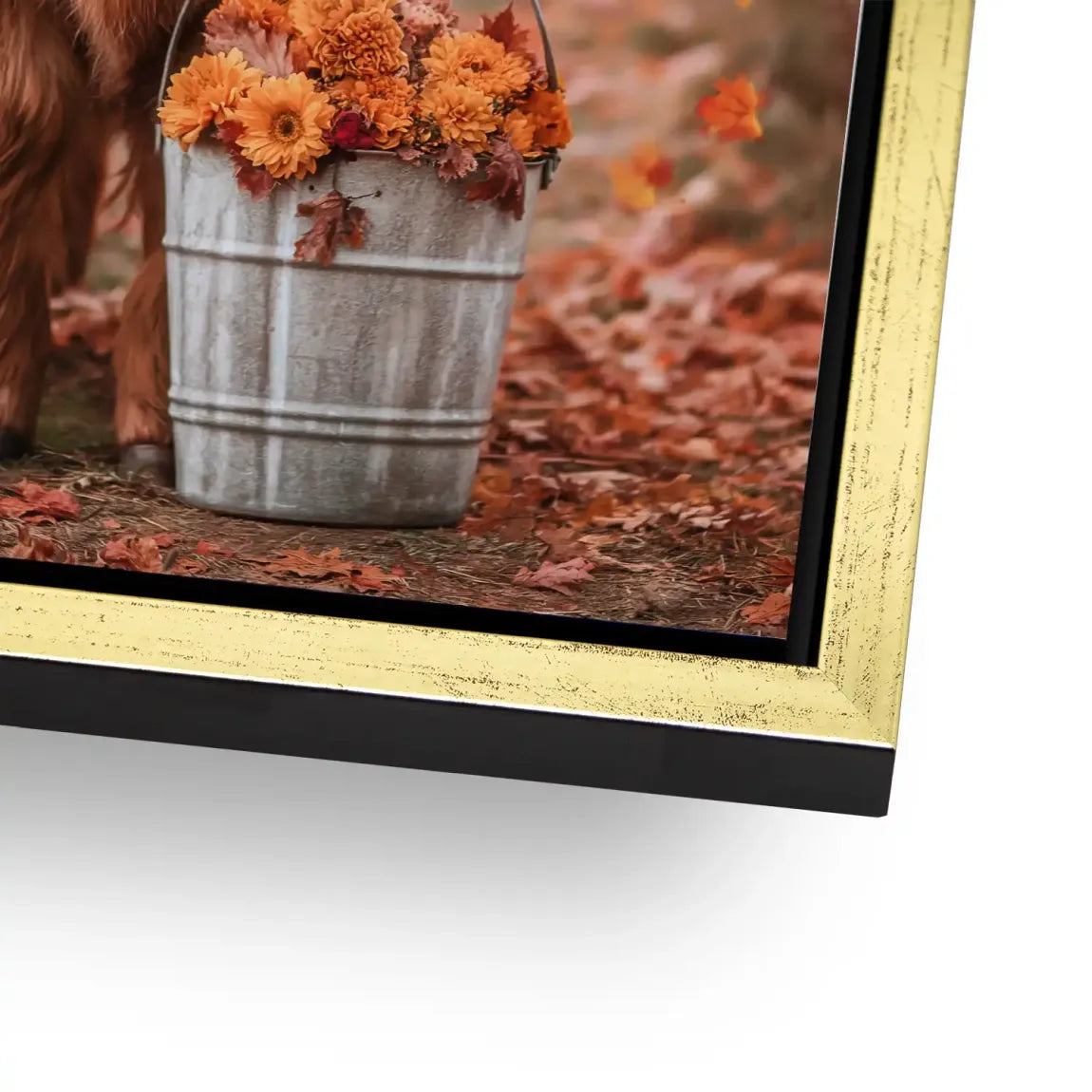 Herbstliebe Highland Alu Dibond Bild