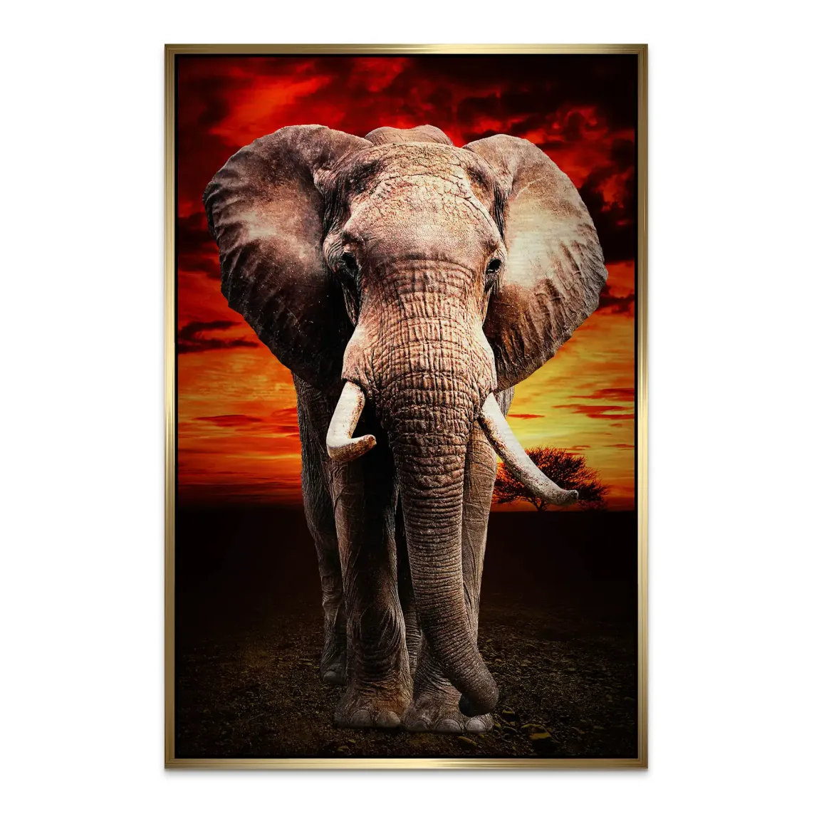 Majestät der Savanne im Abendrot Alu Bild gebürstet INGALERIE