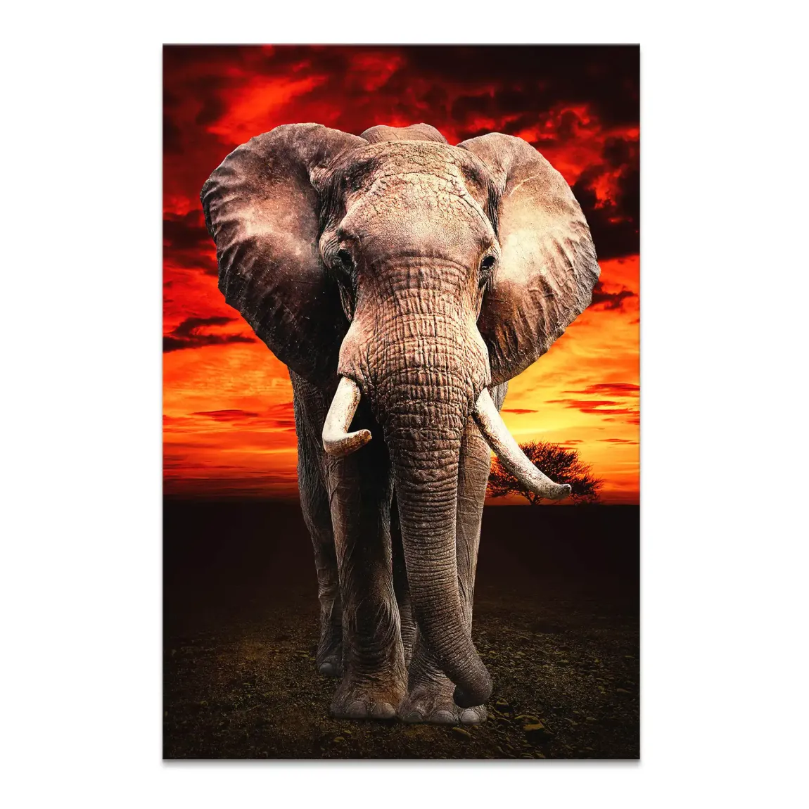 Majestät der Savanne im Abendrot Leinwand Bild INGALERIE