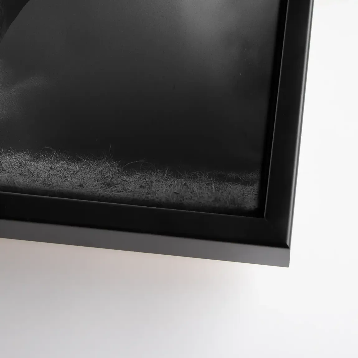 Stier Noir Leinwand Bild