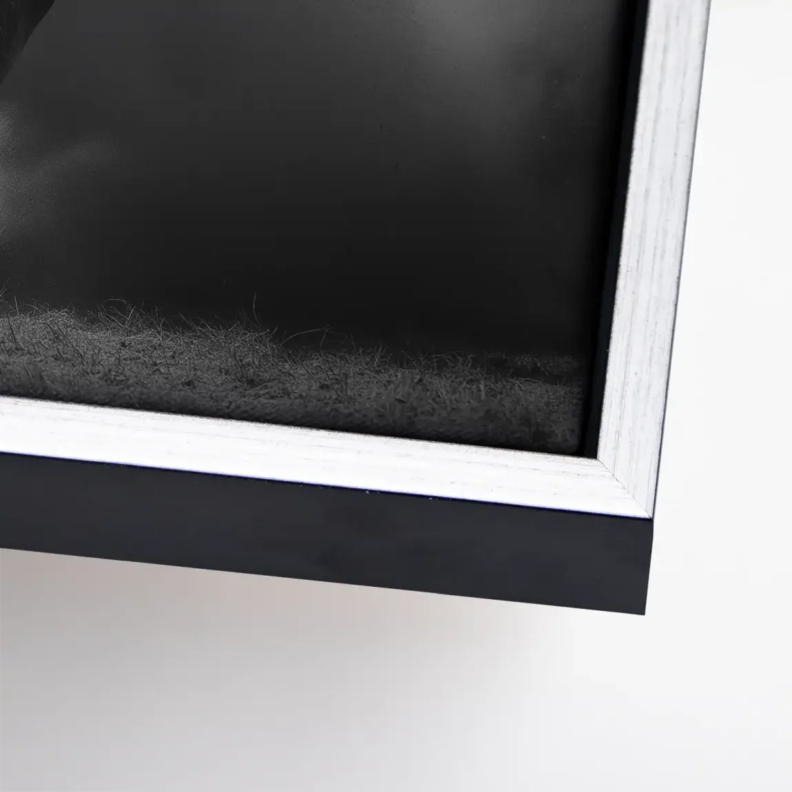 Stier Noir Leinwand Bild