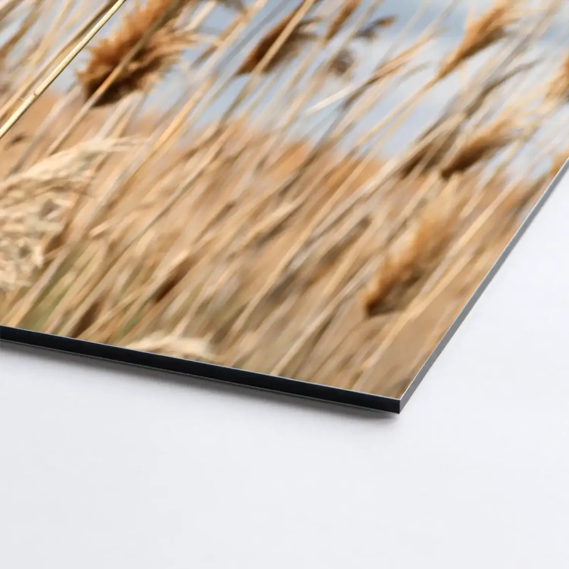 Whispering Reeds Alu Dibond Bild gebürstet - INGALERIE | Dein Onlineshop für moderne Wandbilder