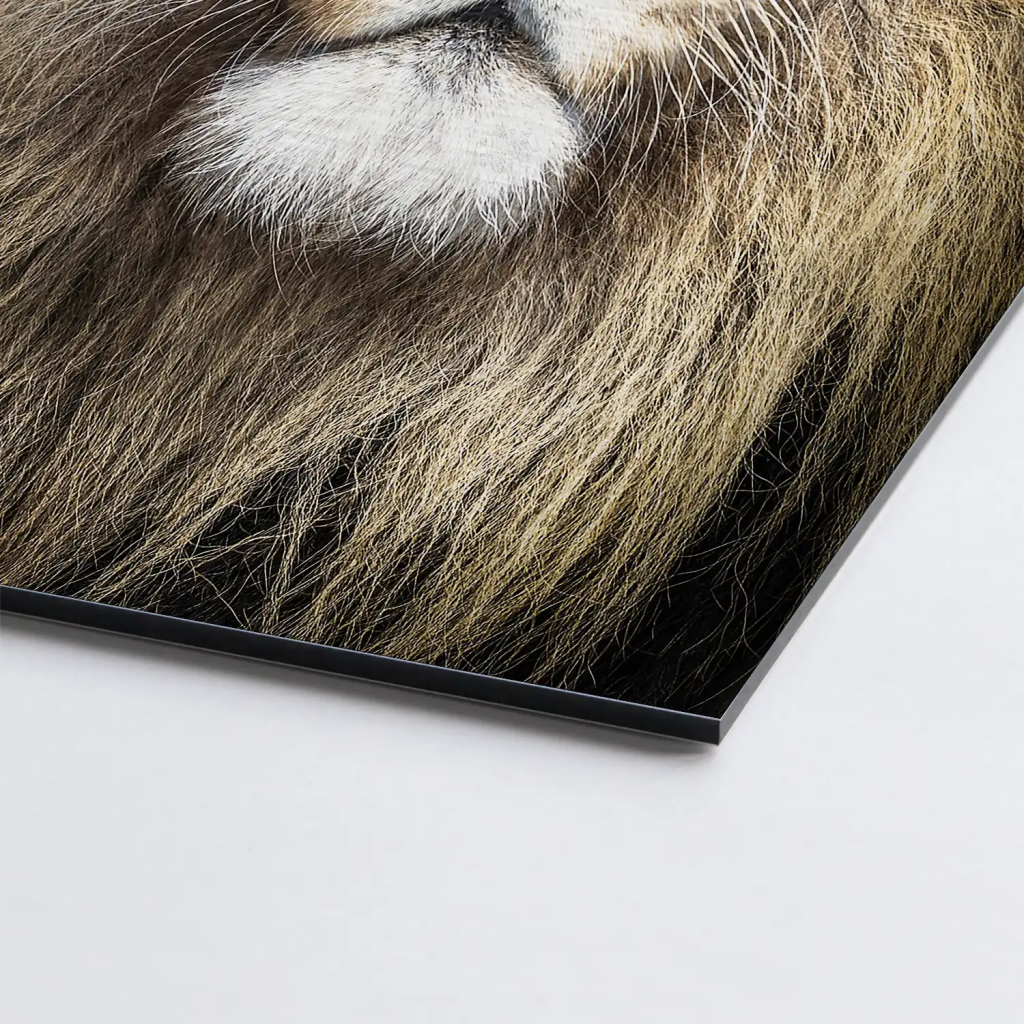 Lion Portrait AluDibond Gebürstet - INGALERIE