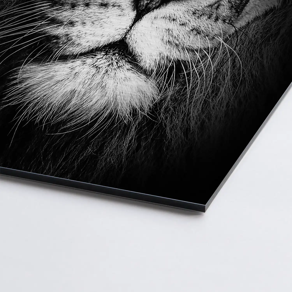 Lion Head AluDibond Gebürstet - INGALERIE