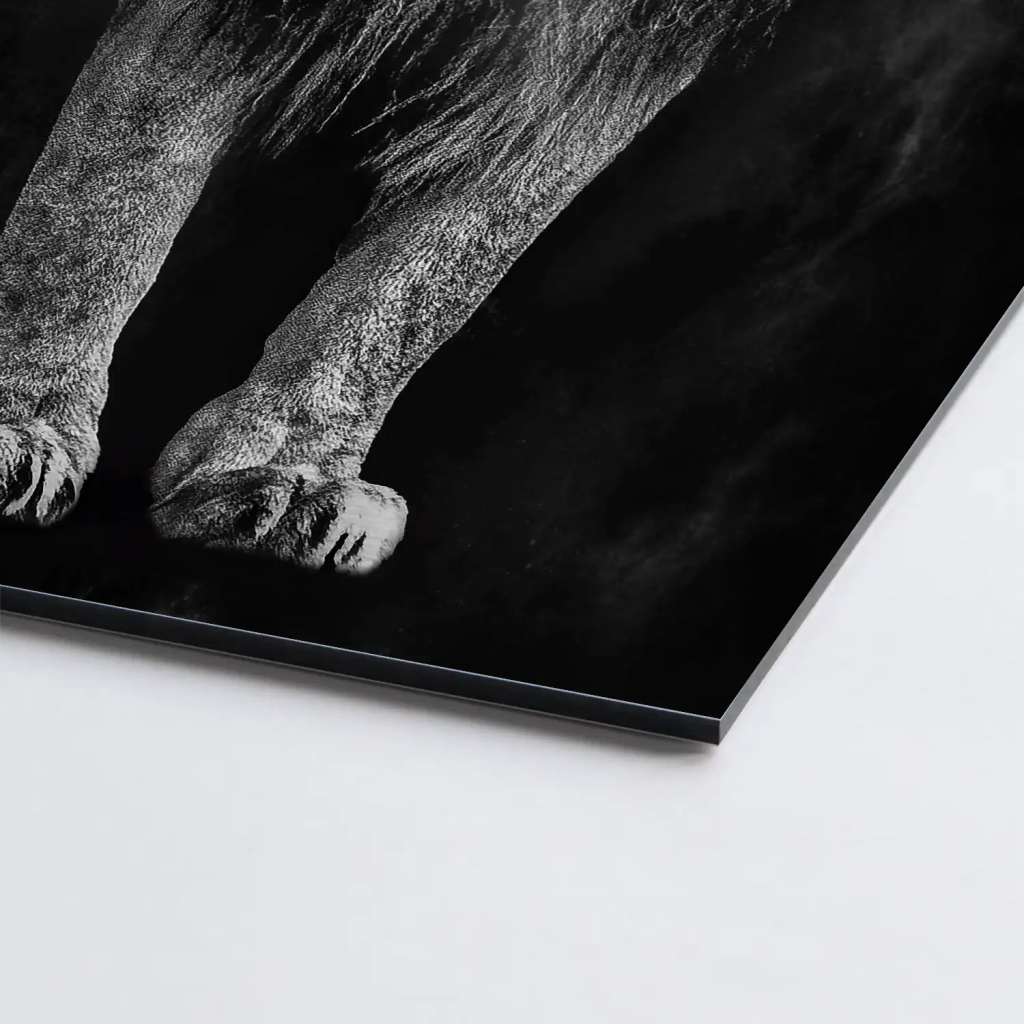 Lion Black Style AluDibond Gebürstet - INGALERIE