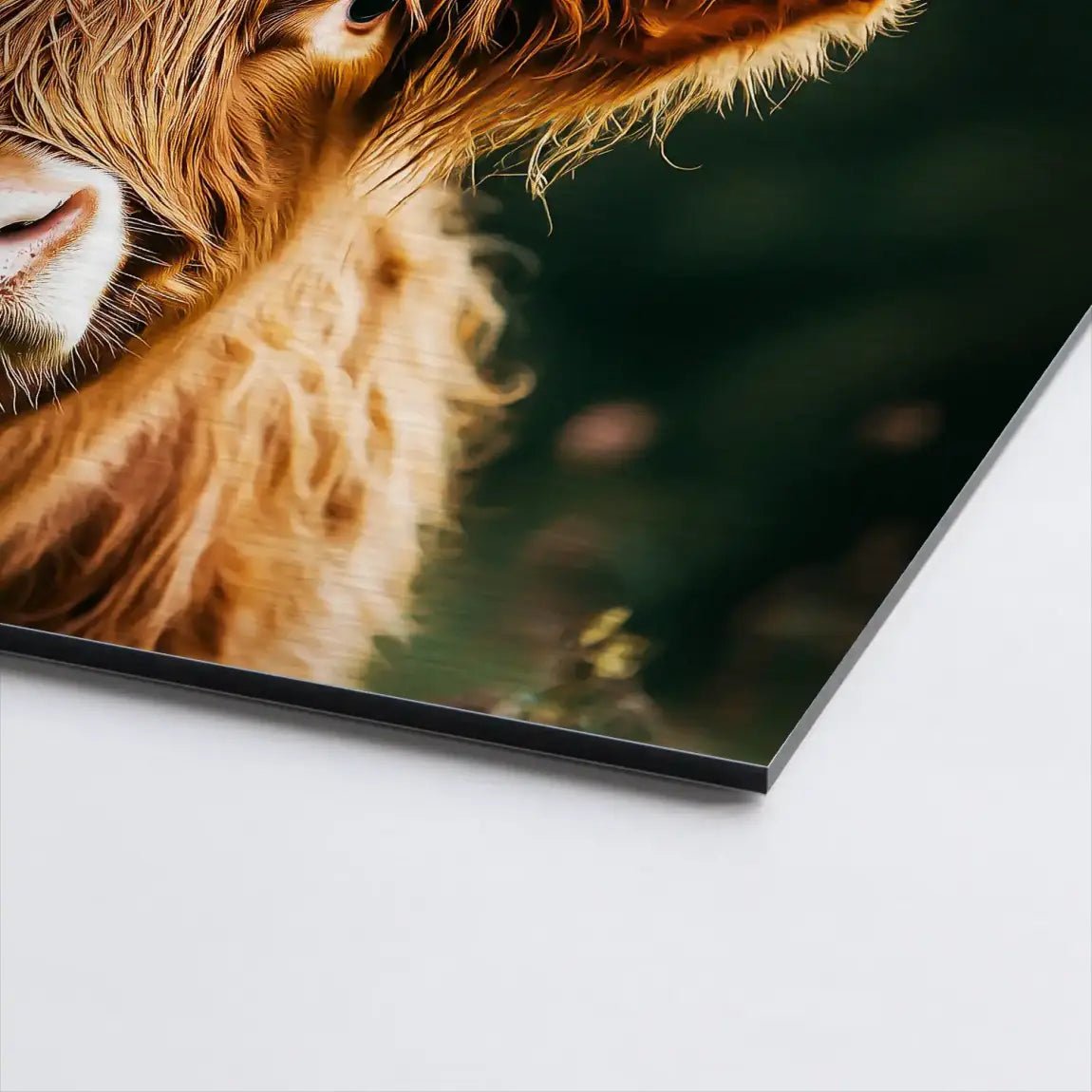 Highland Cow AluDibond Gebürstet INGALERIE