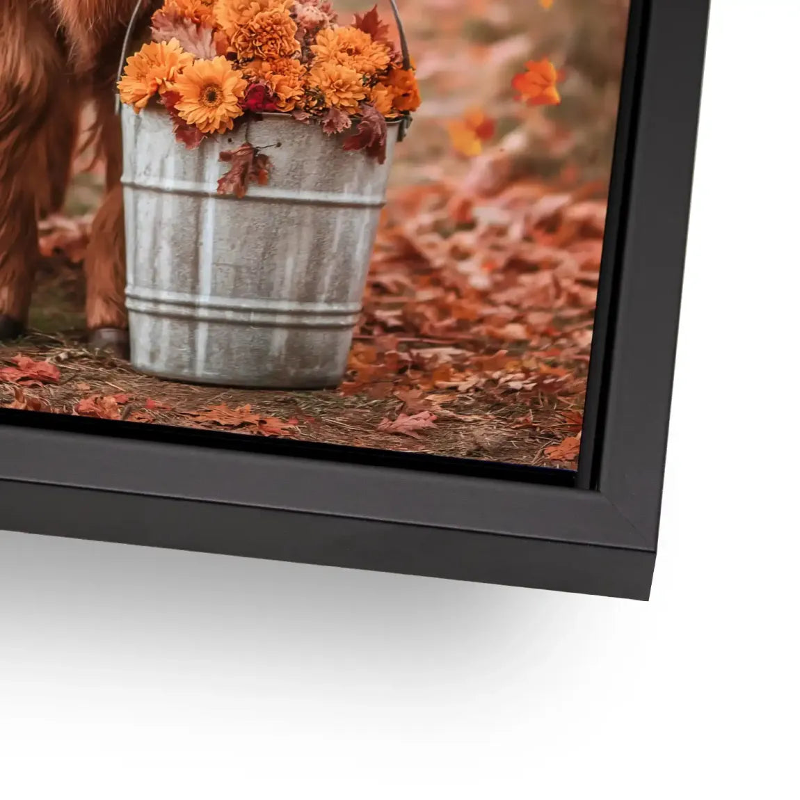 Herbstliebe Highland Alu Dibond Bild