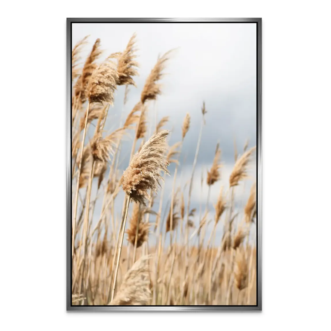 Whispering Reeds Alu Dibond Bild - INGALERIE | Dein Onlineshop für moderne Wandbilder