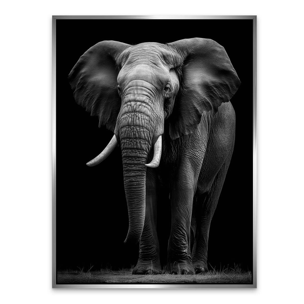 Black Elefant Aluminiumbild gebürstet