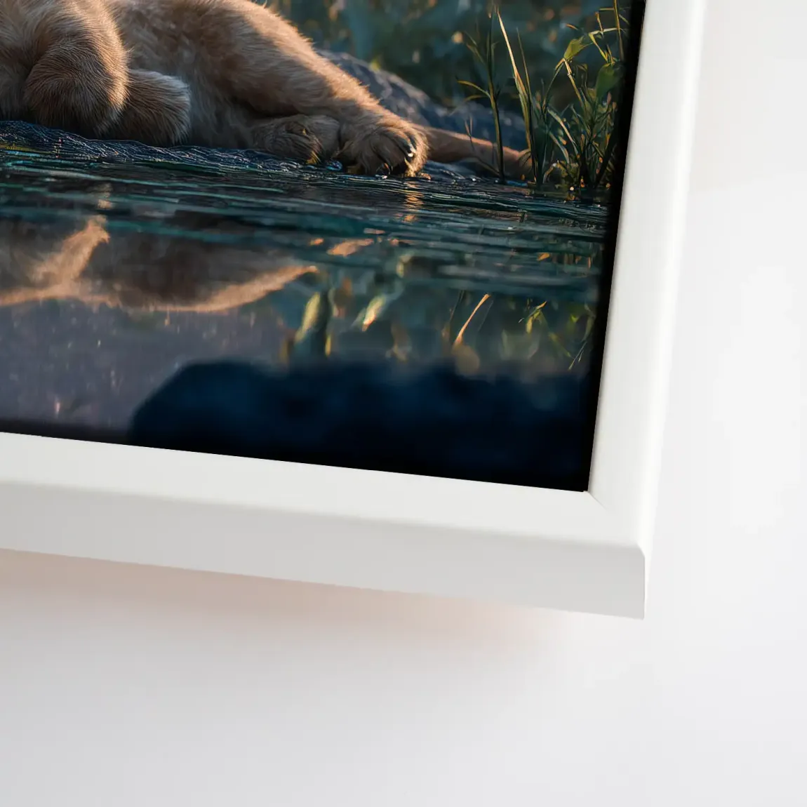 Löwen Serenade Leinwand Bild