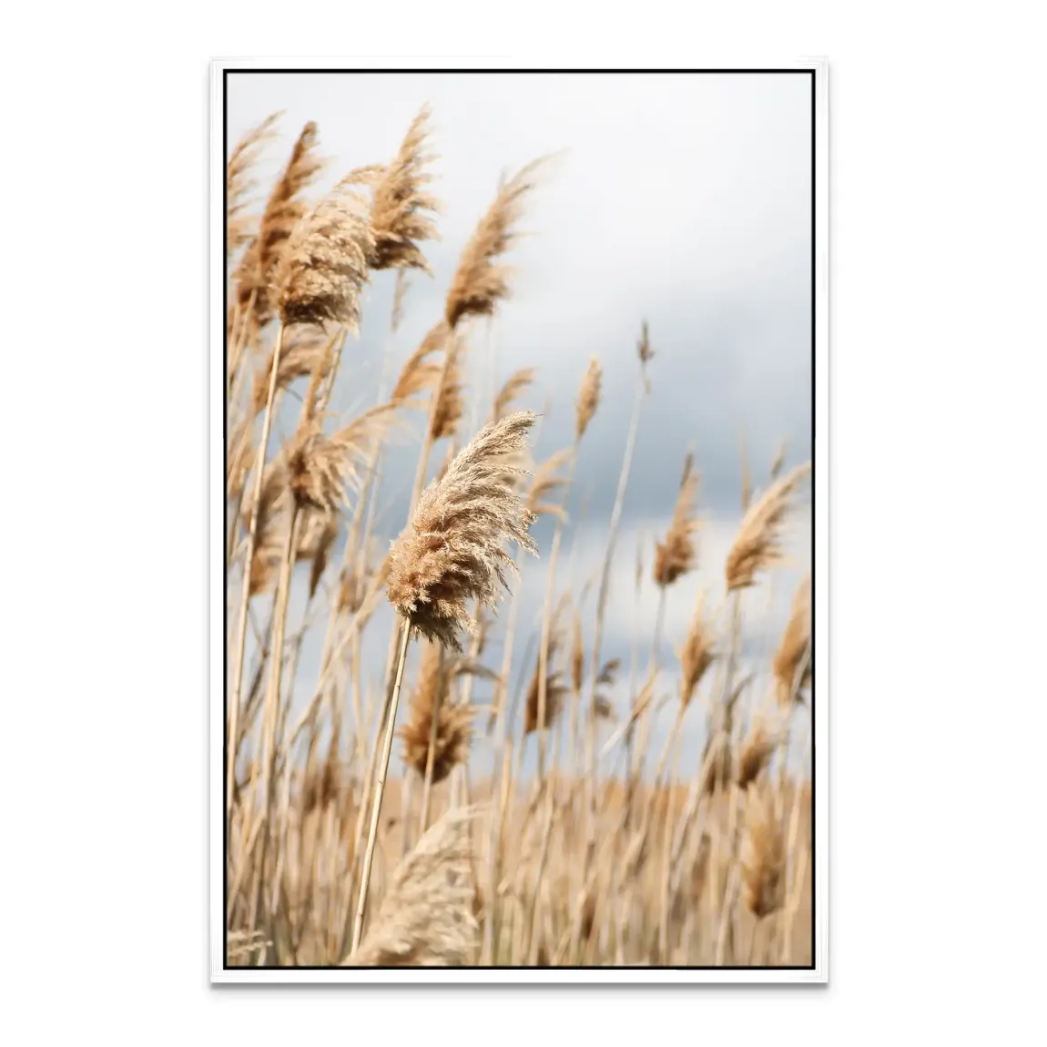 Whispering Reeds Leinwand Bild