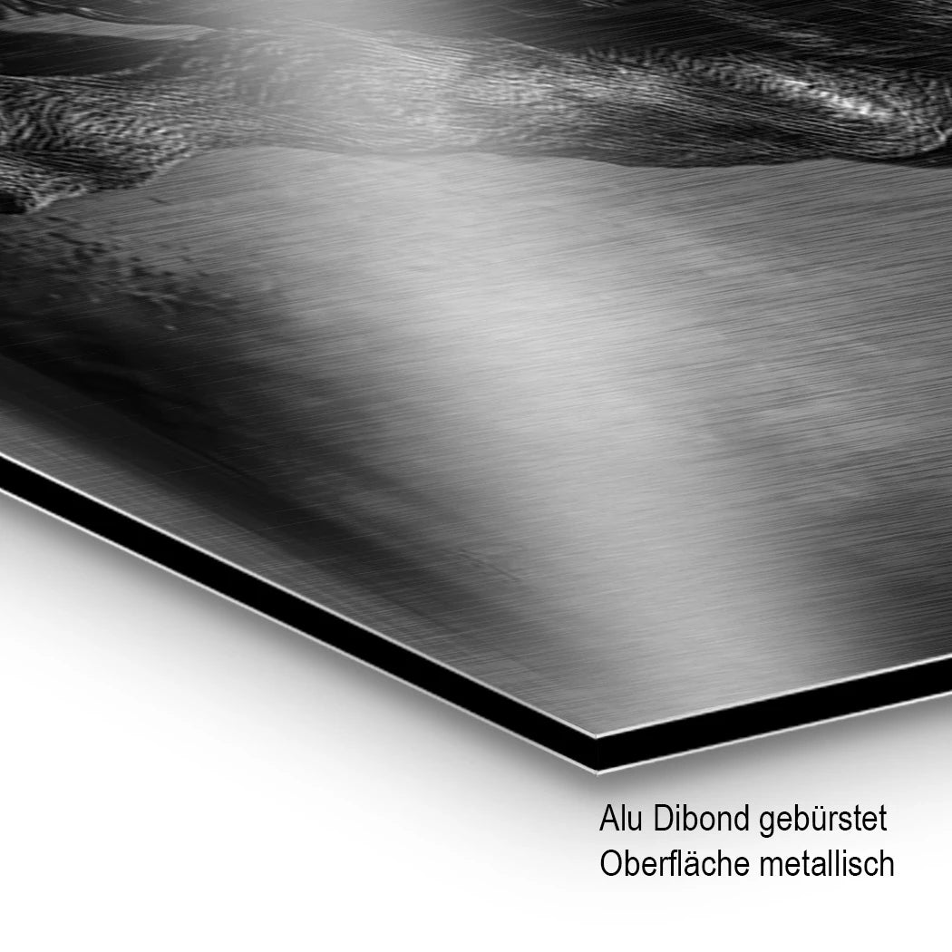 Stier Prestige Aluminiumbild gebürstet