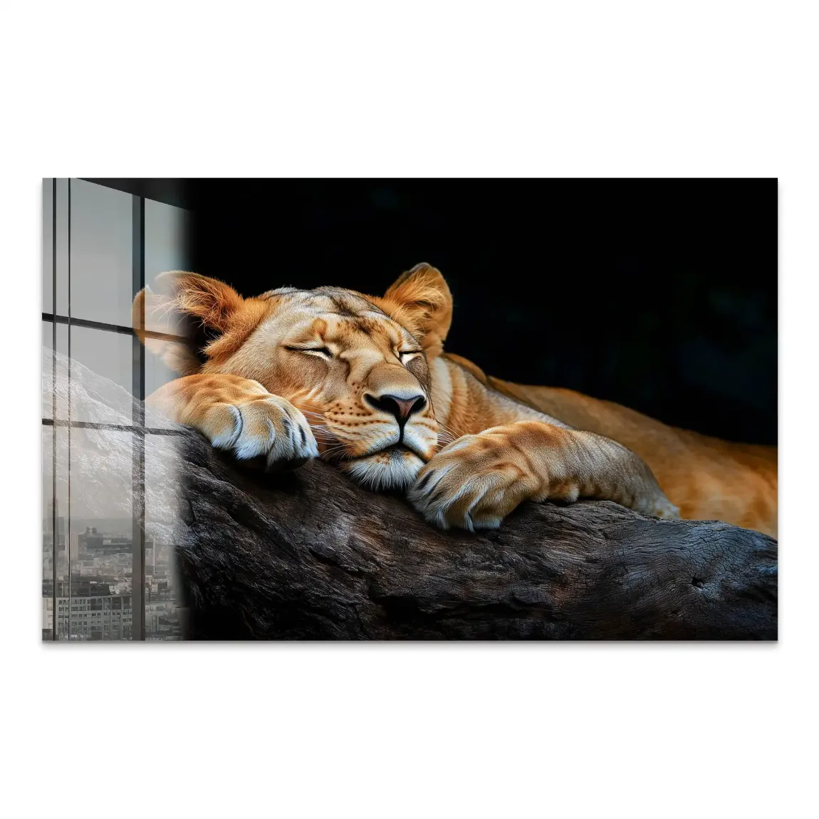 Schlafende Löwin Acrylglasbild