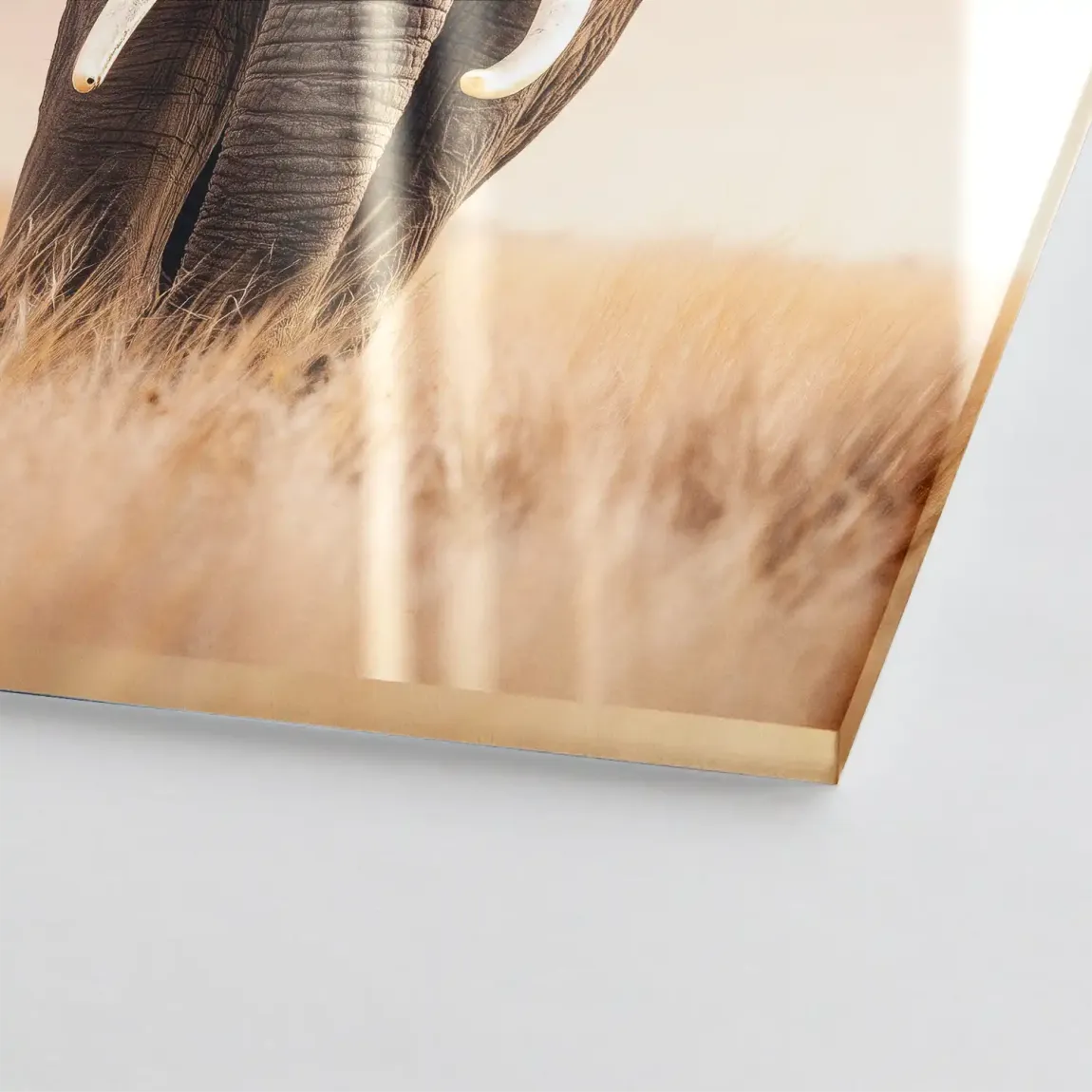 Savanne Elefant Acrylglasbild