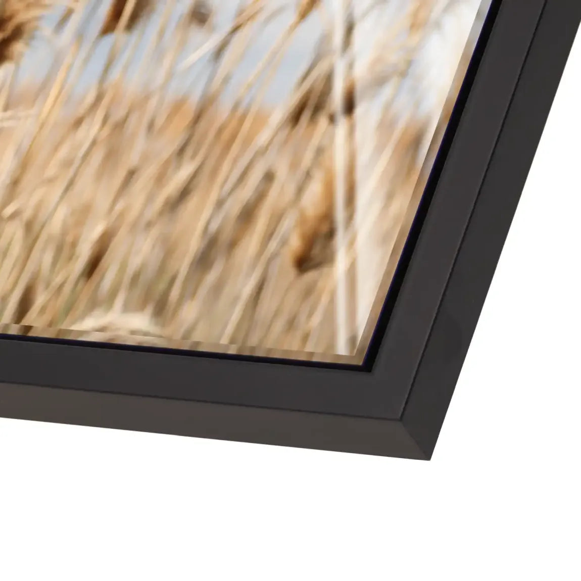 Whispering Reeds Acrylglas Bild - INGALERIE | Dein Onlineshop für moderne Wandbilder