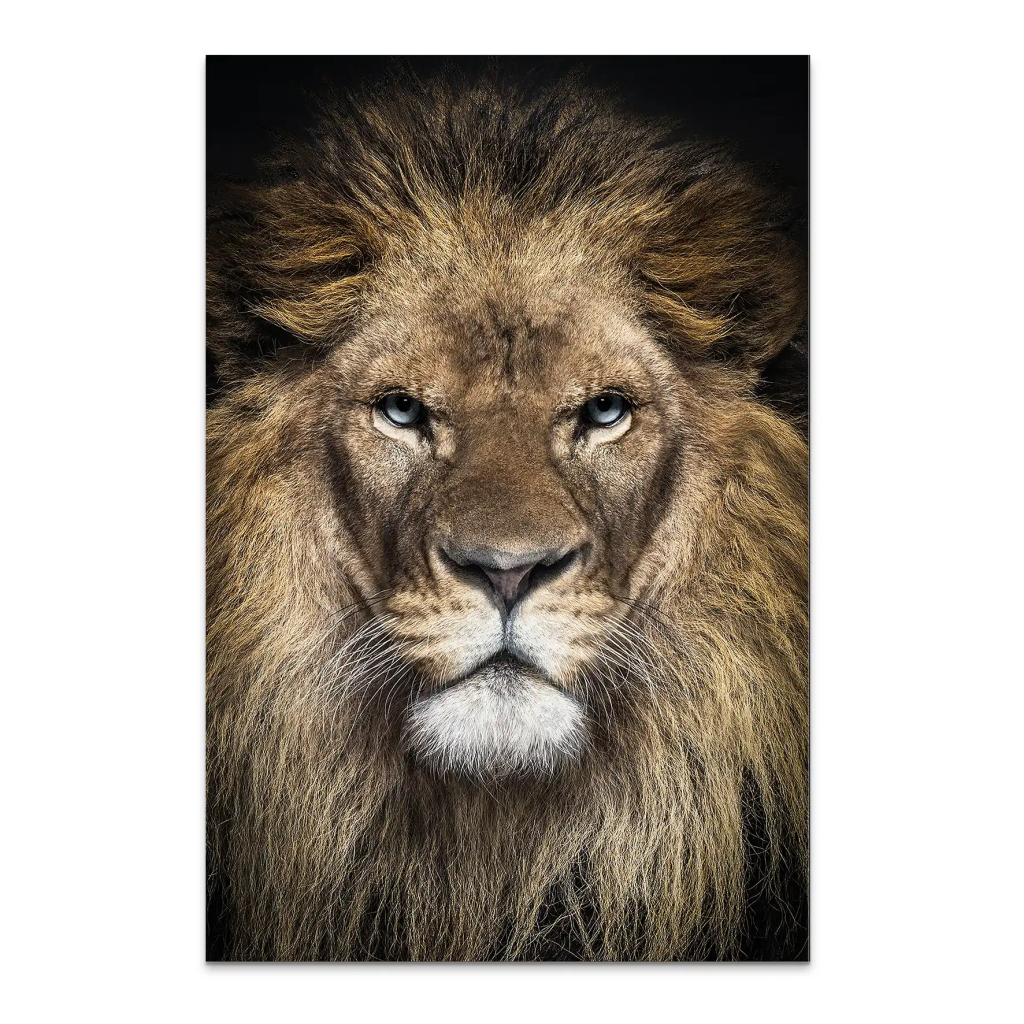 Lion Portrait AluDibond Bild INGALERIE