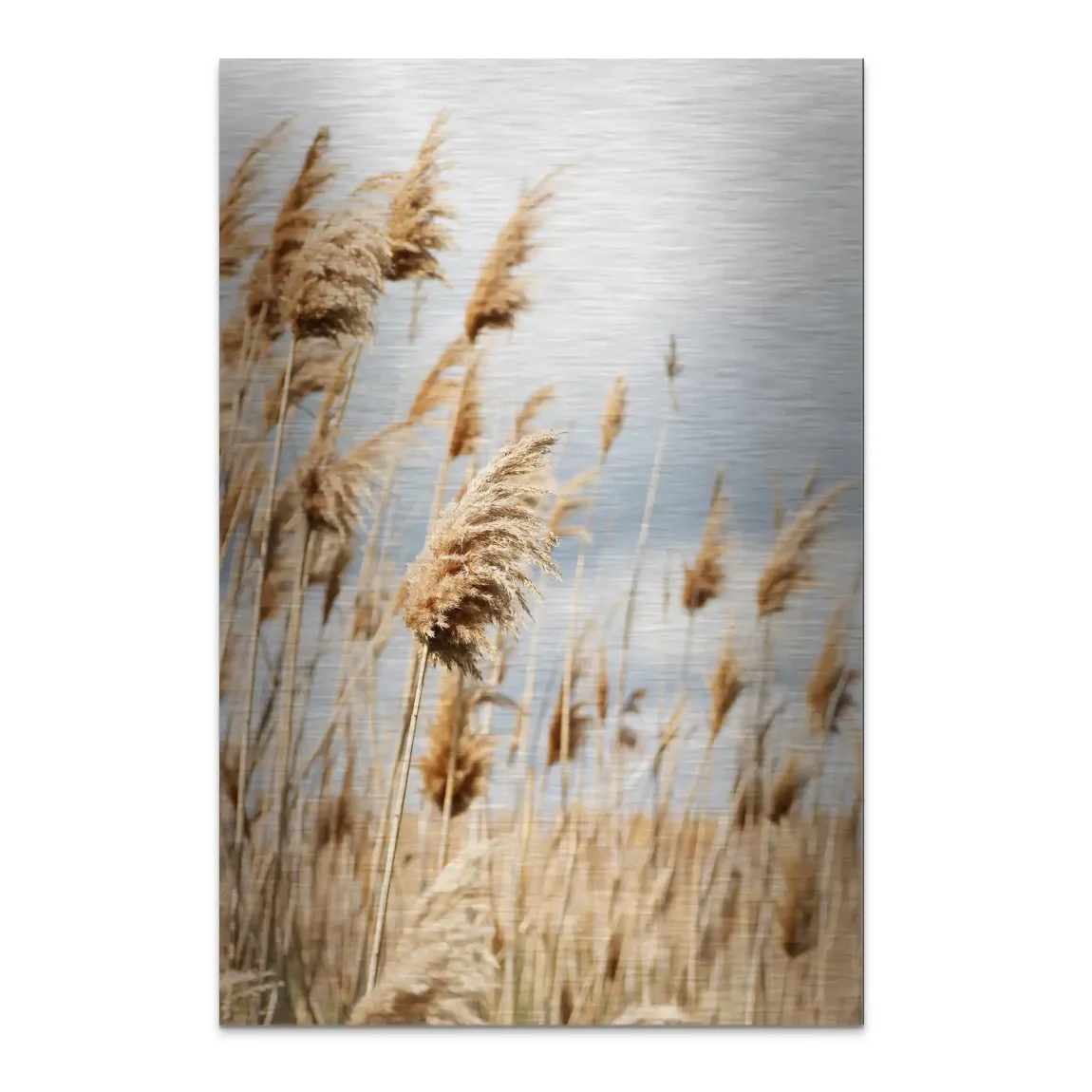 Whispering Reeds Alu Dibond Bild gebürstet