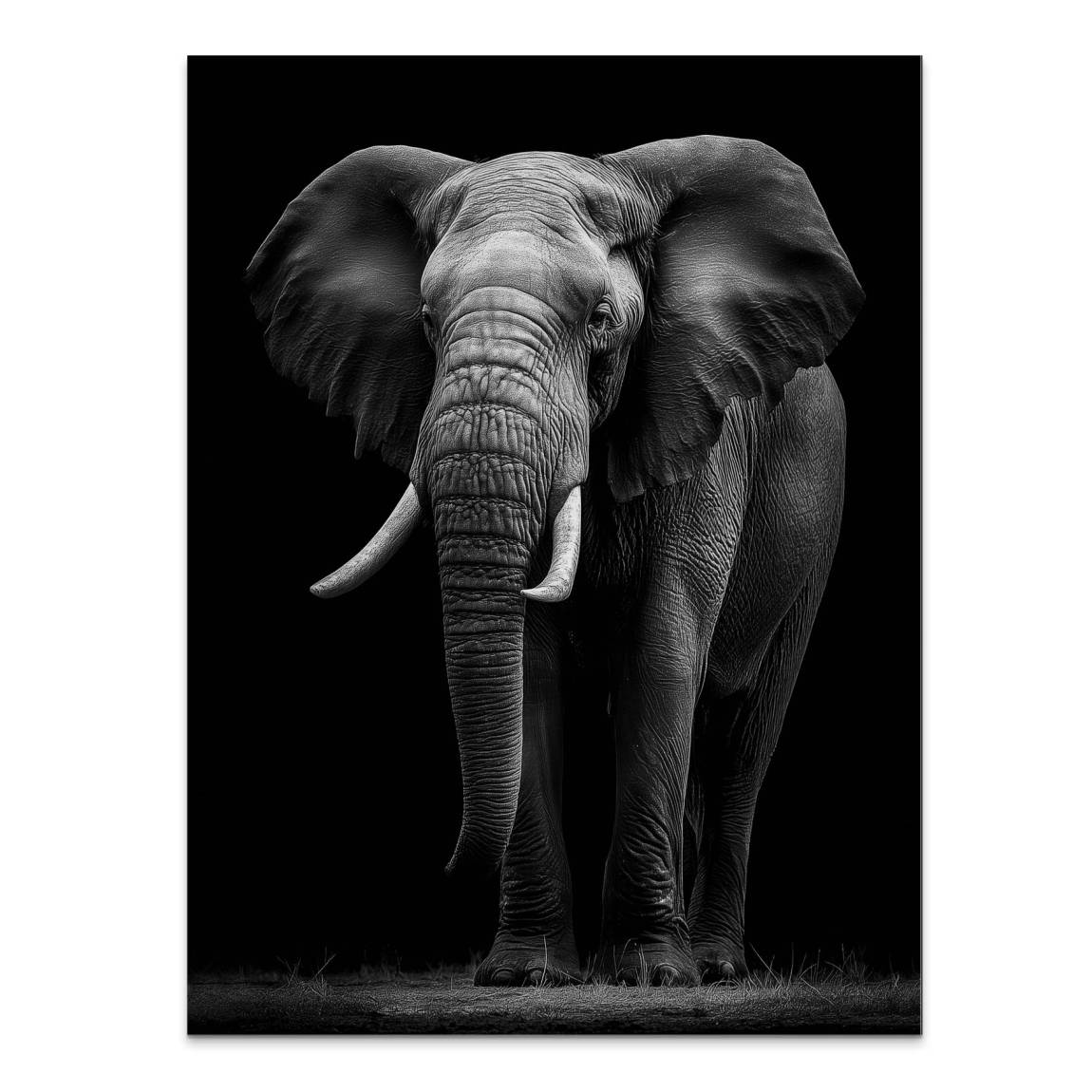 Black Elefant Aluminiumbild gebürstet
