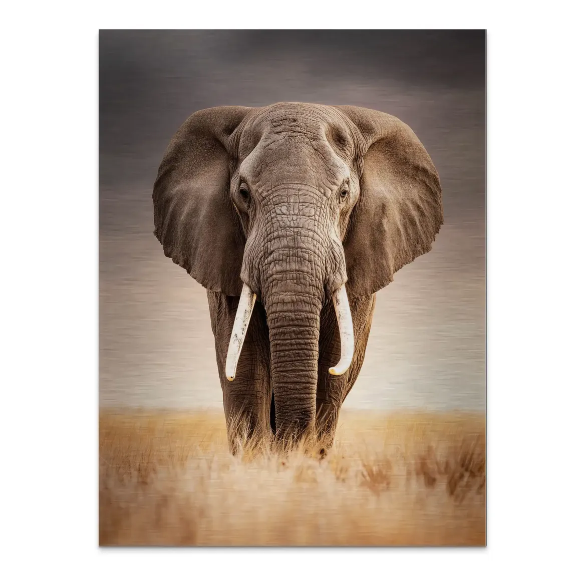 Savanne Elefant Aluminiumbild gebürstet