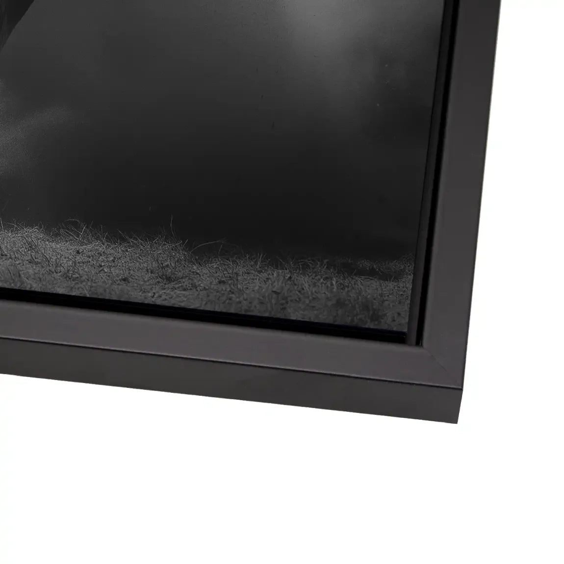 Stier Noir Alu Dibond Wandbild