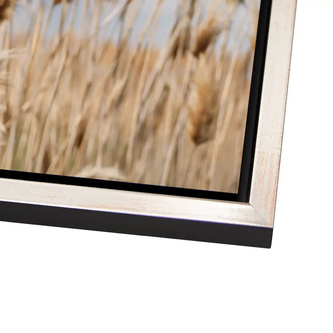 Whispering Reeds Alu Dibond Bild gebürstet - INGALERIE | Dein Onlineshop für moderne Wandbilder