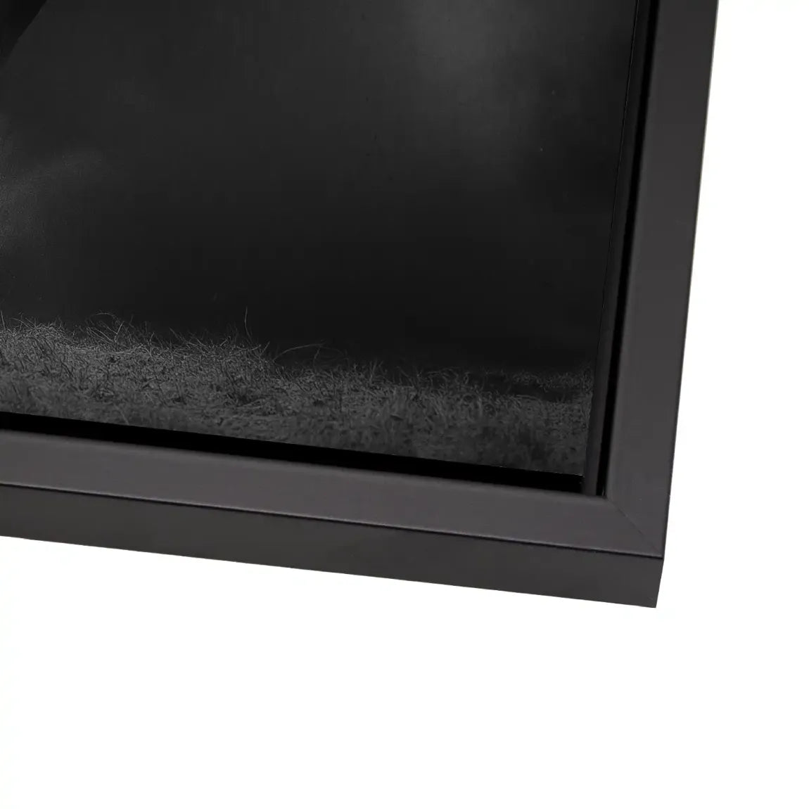 Stier Noir Aluminiumbild gebürstet