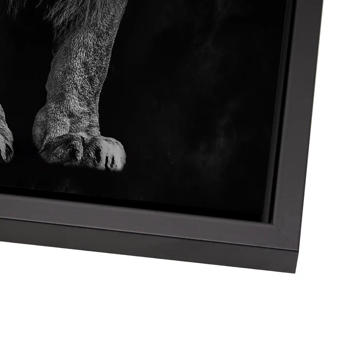 Lion Black Style AluDibond Gebürstet INGALERIE