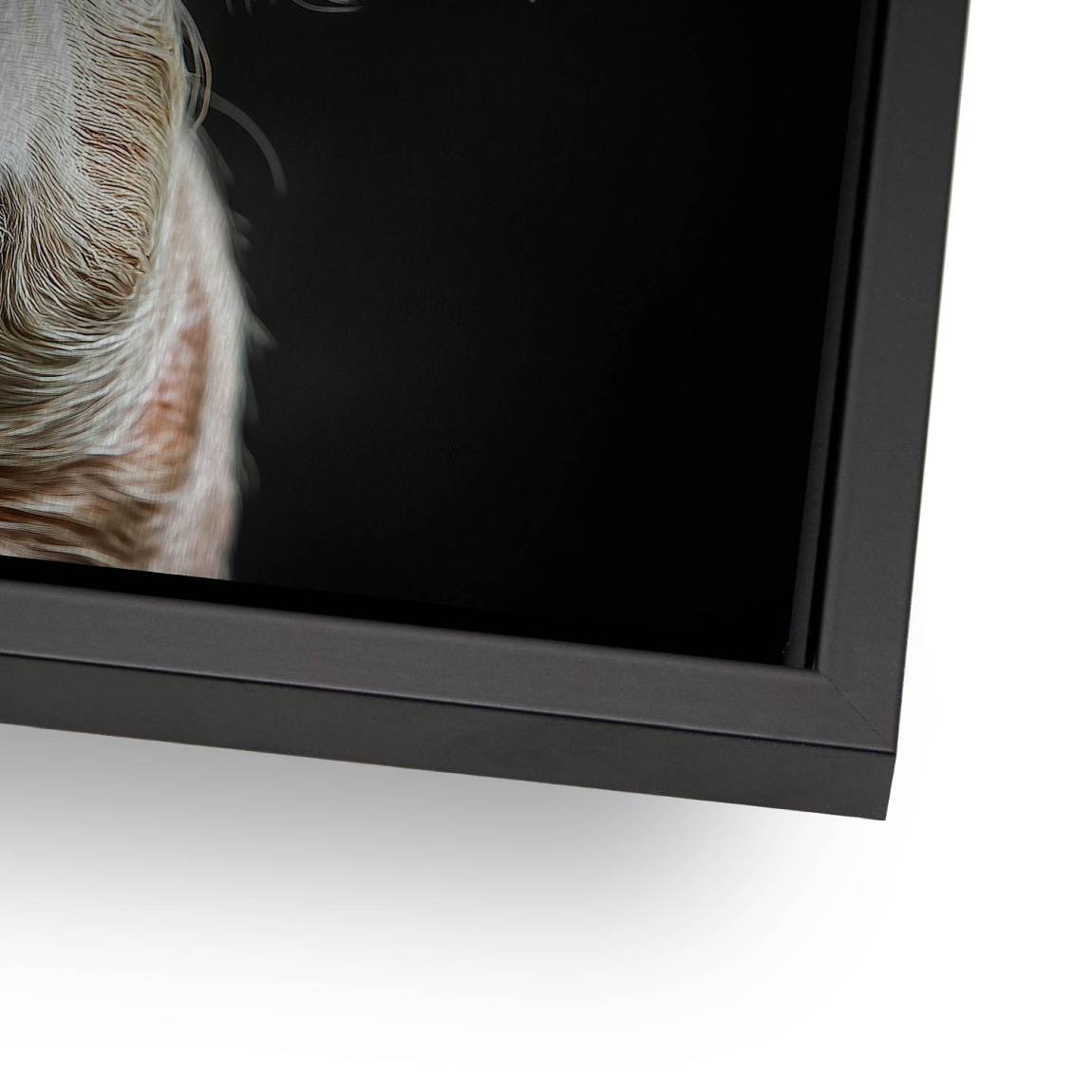 Blüten Schwein Alu Dibond Gebürstet Bild