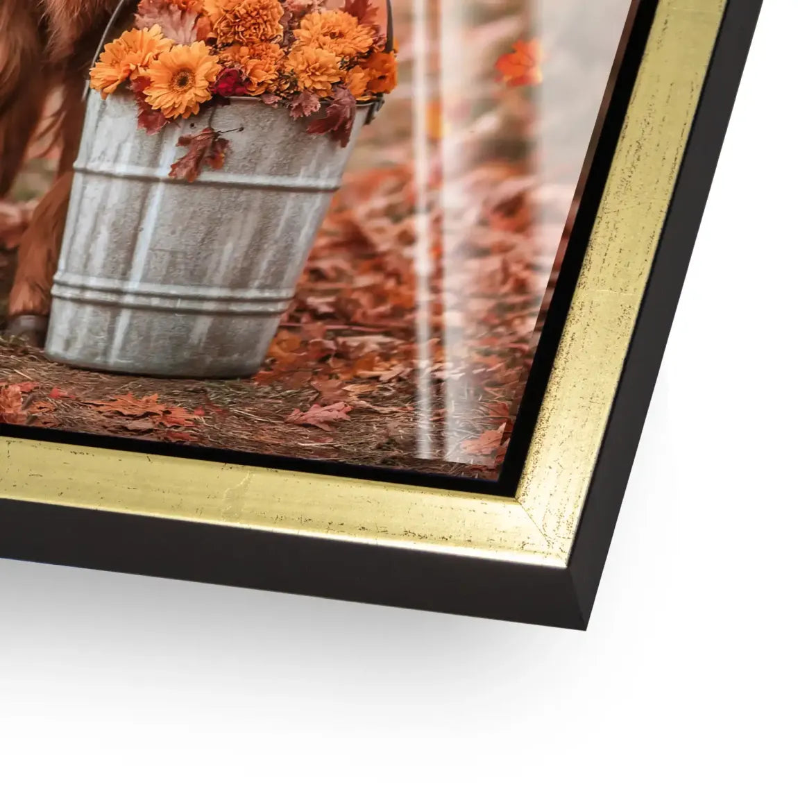 Herbstliebe Highland Acrylglasbild