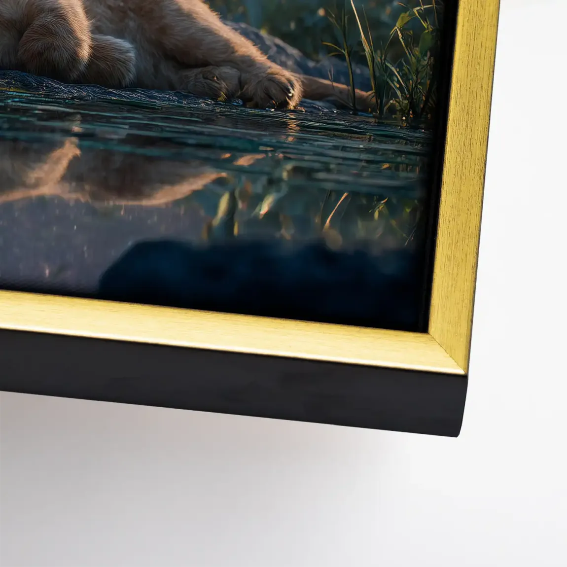 Löwen Serenade Leinwand Bild