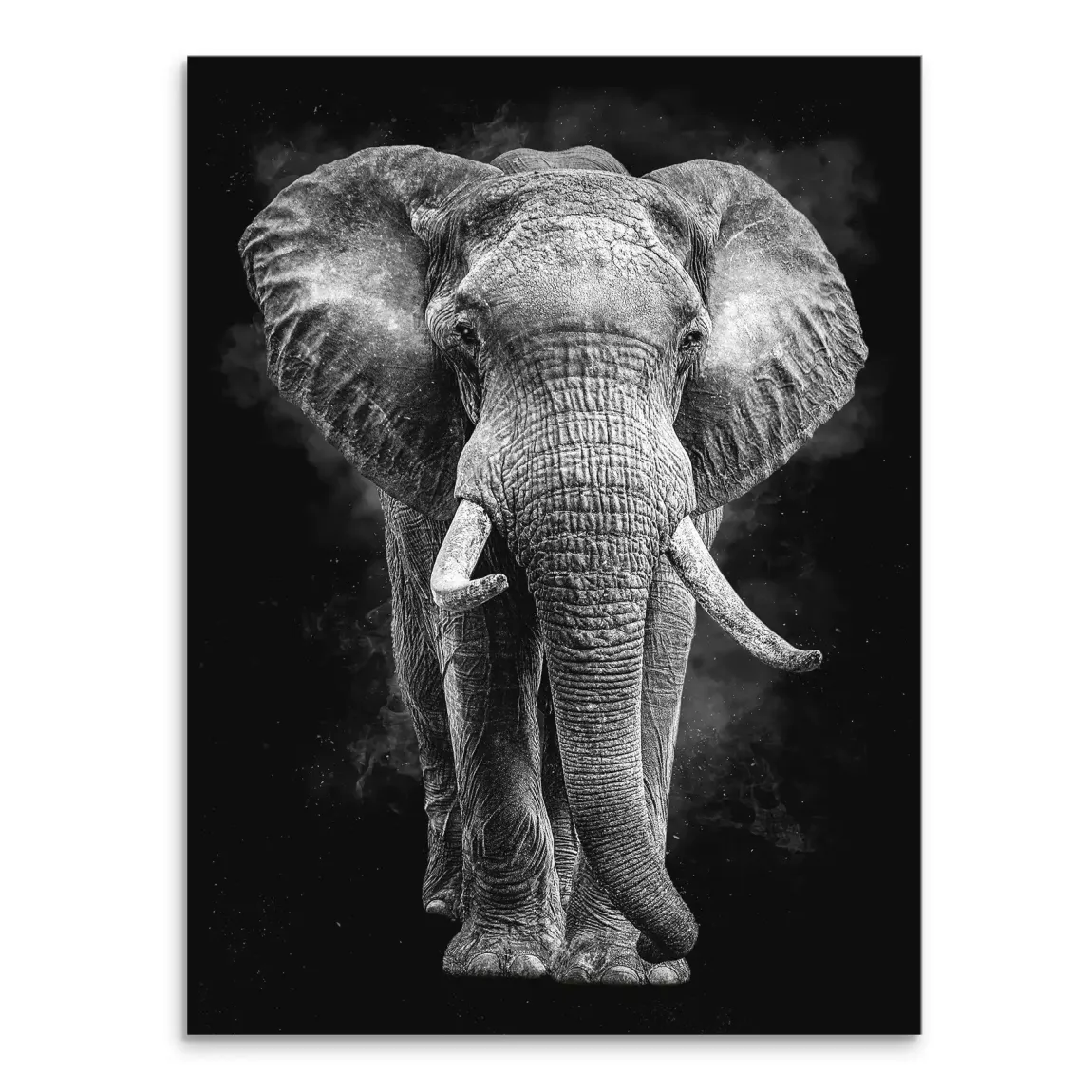 Elefant Noir Leinwand Bild