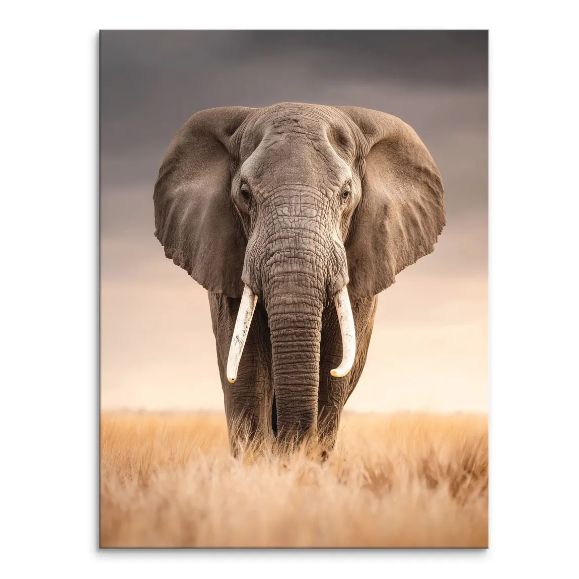Savanne Elefant Leinwand Bild