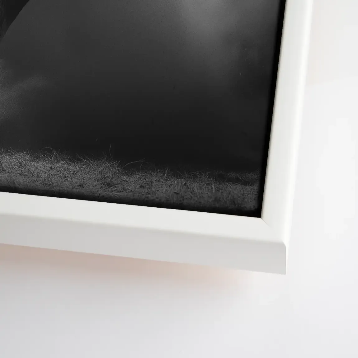 Stier Noir Leinwand Bild